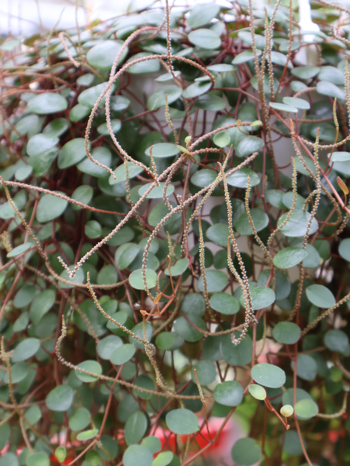 6" HB PEPEROMIA PEPPERSPOT