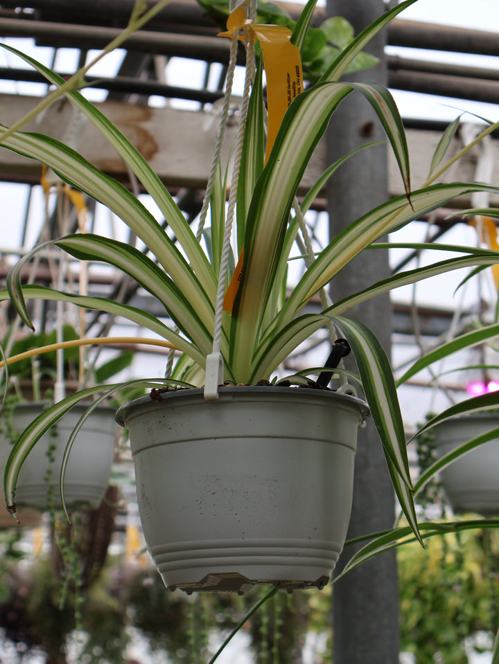 6" HB SPIDER PLANT