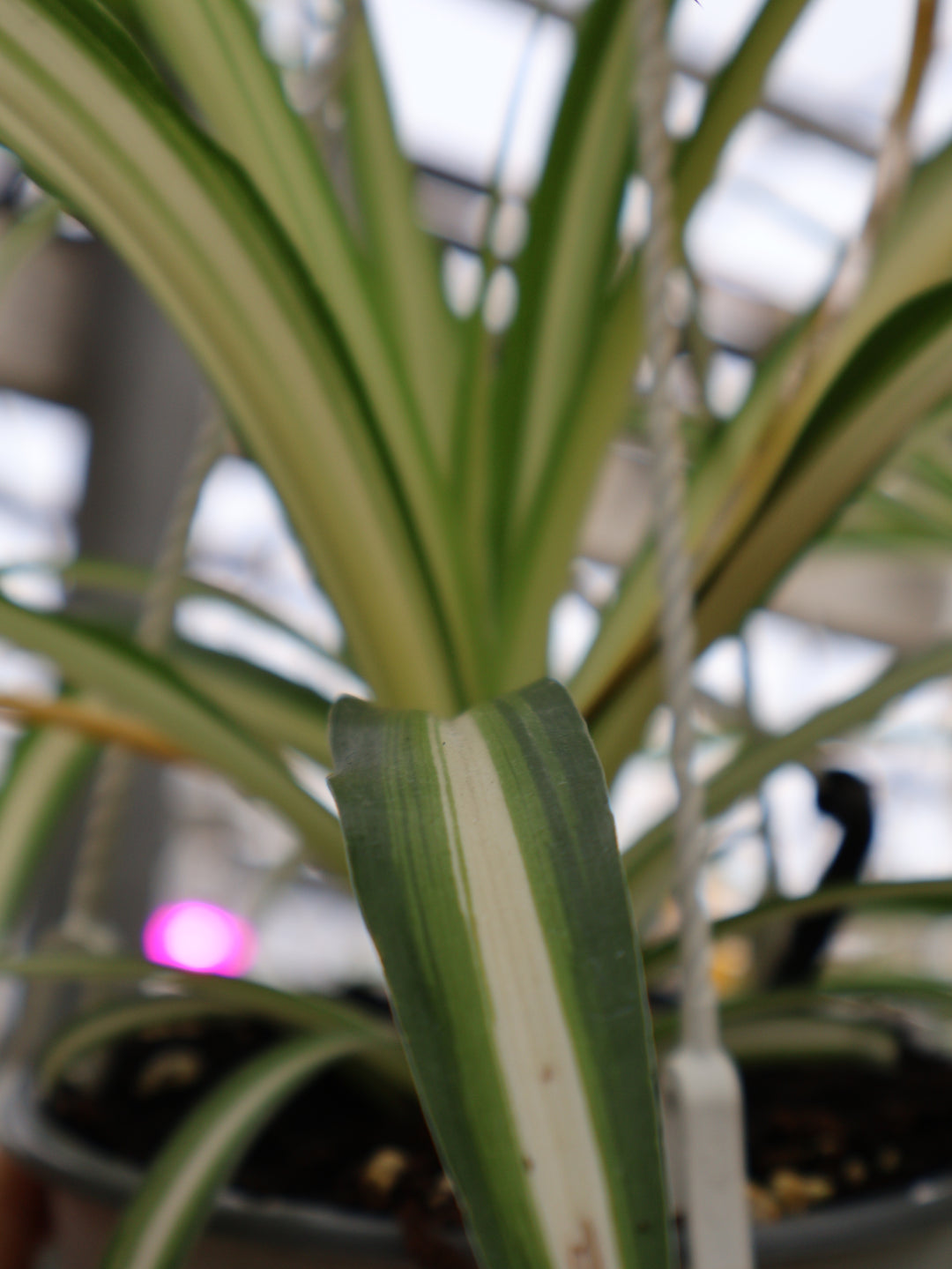 6" HB SPIDER PLANT