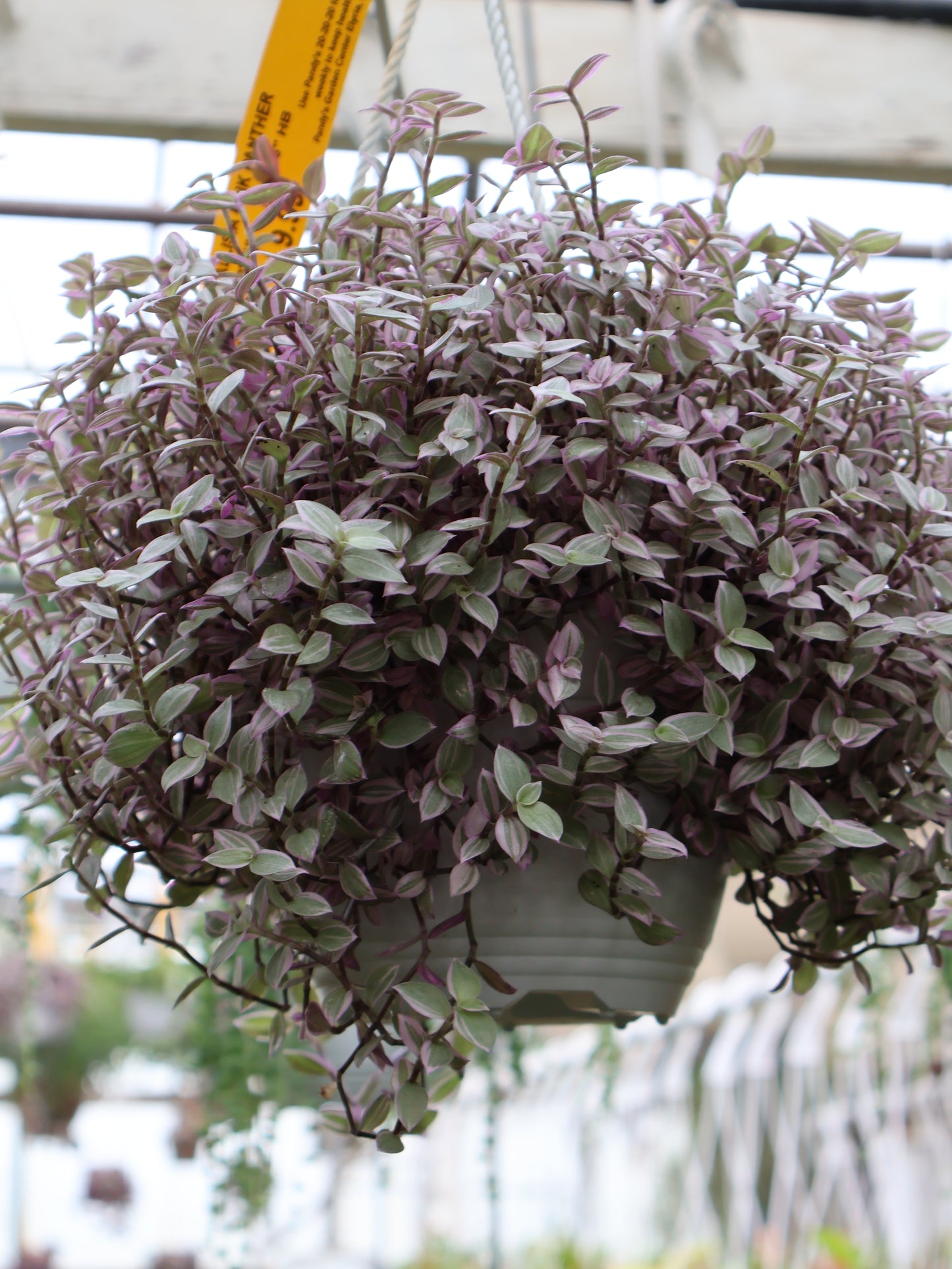 6" HB CALLISIA PINK PANTHER