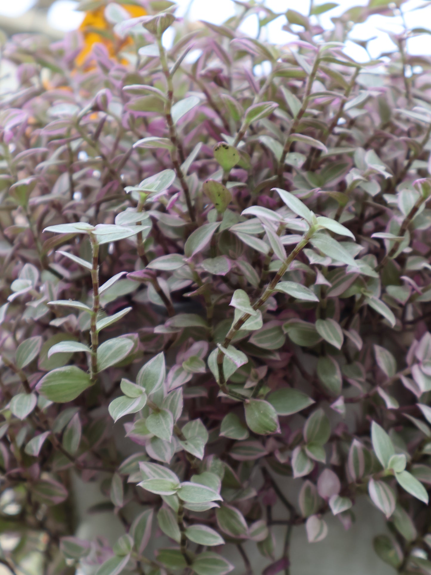 6" HB CALLISIA PINK PANTHER