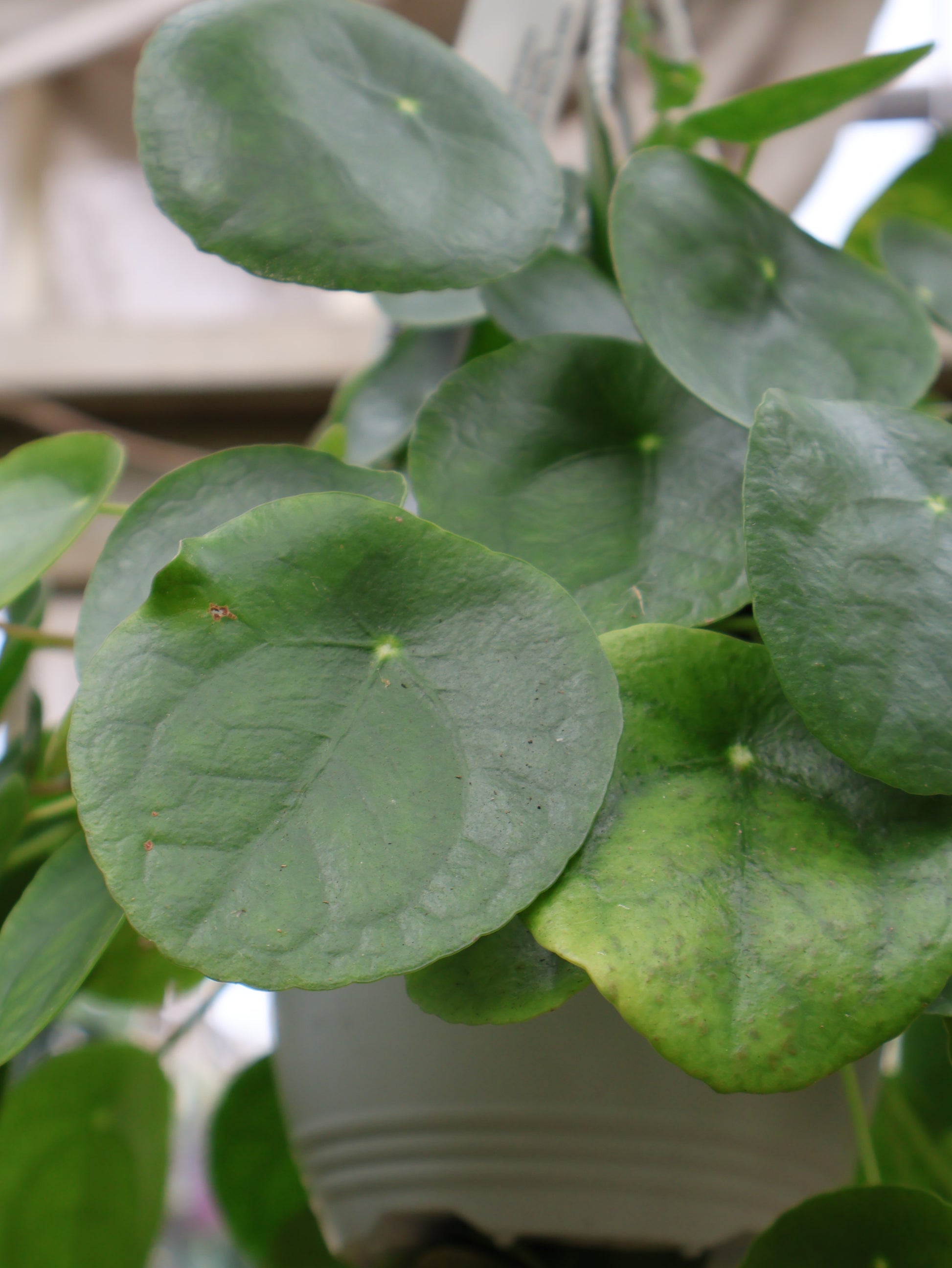 home depot chinese money plant 6" HB CHINESE MONEY PLANT – Pandy's Garden Center