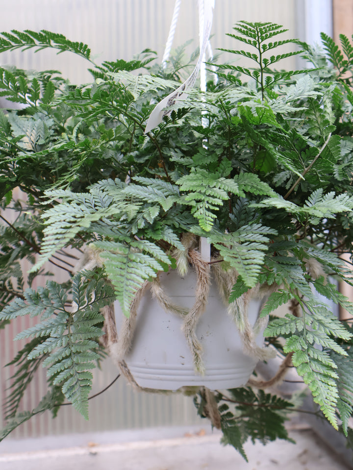 6" HB RABBITS FOOT FERN