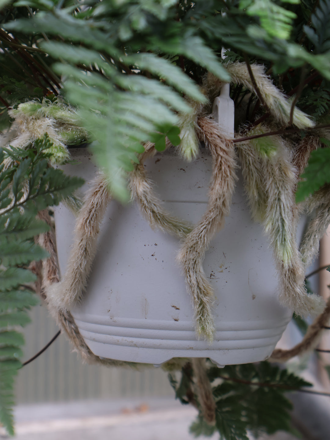 6" HB RABBITS FOOT FERN