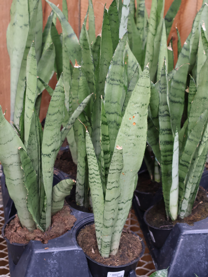 5" SANSEVIERIA ASSORTED