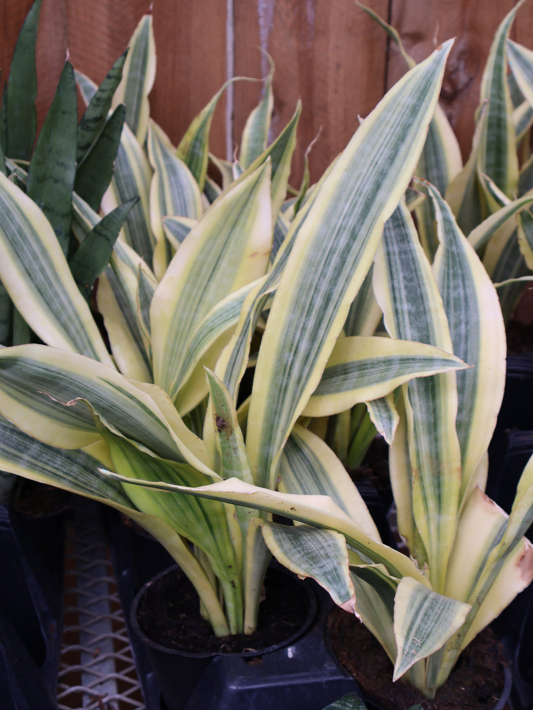 5" SANSEVIERIA ASSORTED