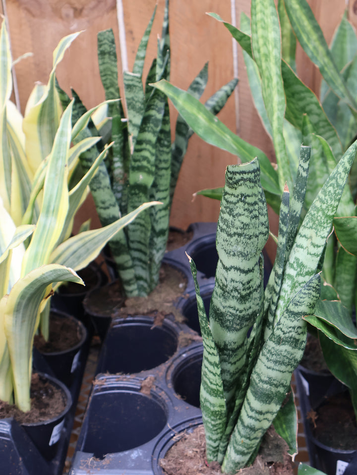 5" SANSEVIERIA ASSORTED