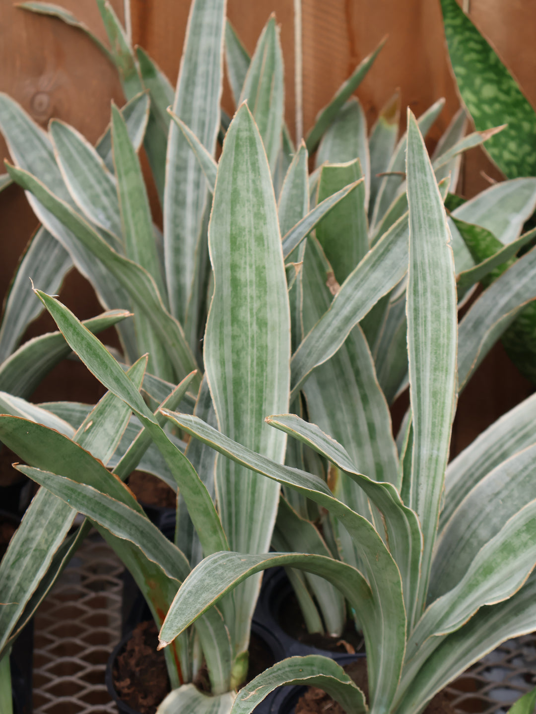 5" SANSEVIERIA ASSORTED