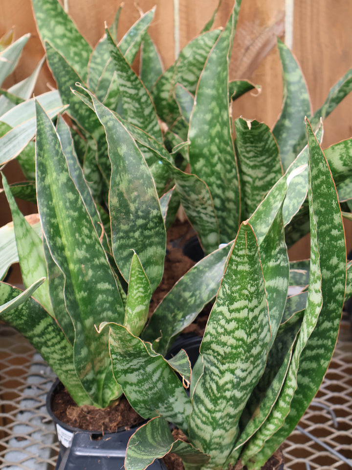 5" SANSEVIERIA ASSORTED