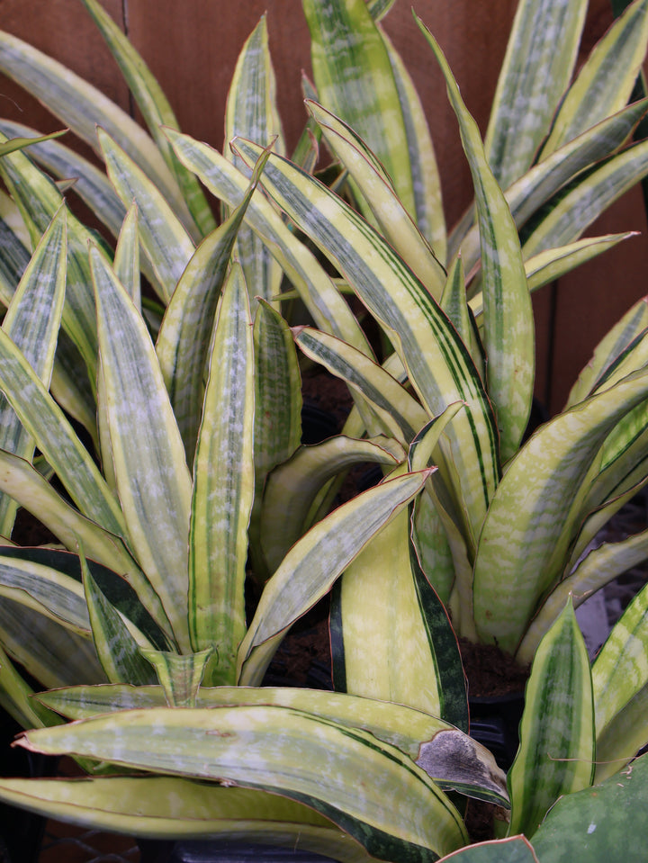 5" SANSEVIERIA ASSORTED