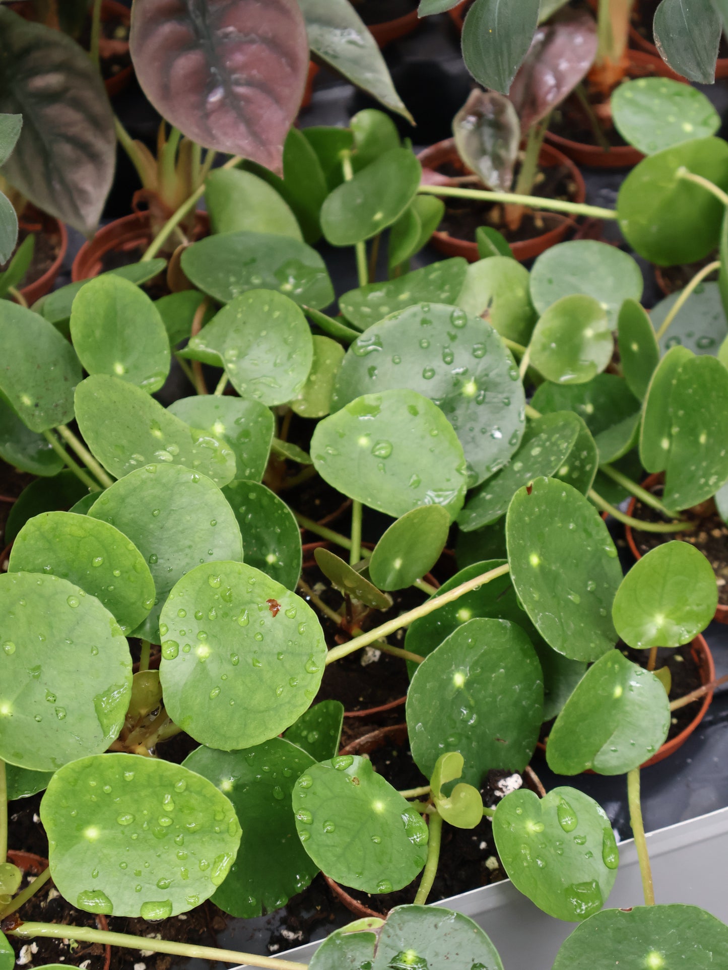 3" CHINESE MONEY PLANT