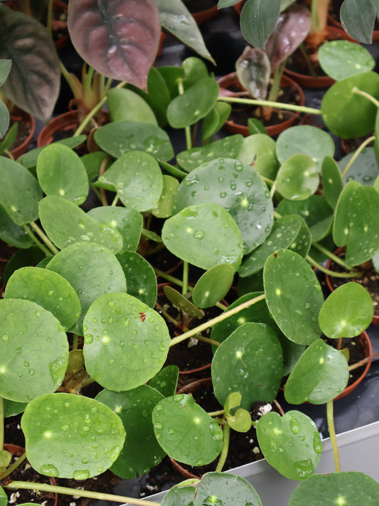 3" CHINESE MONEY PLANT