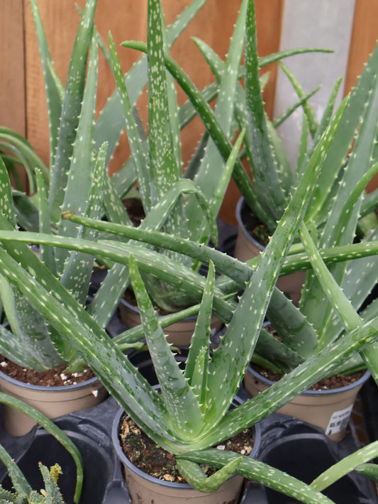 4.5" ALOE VERA
