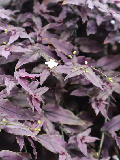 6" HB PURPLE BRIDAL VEIL