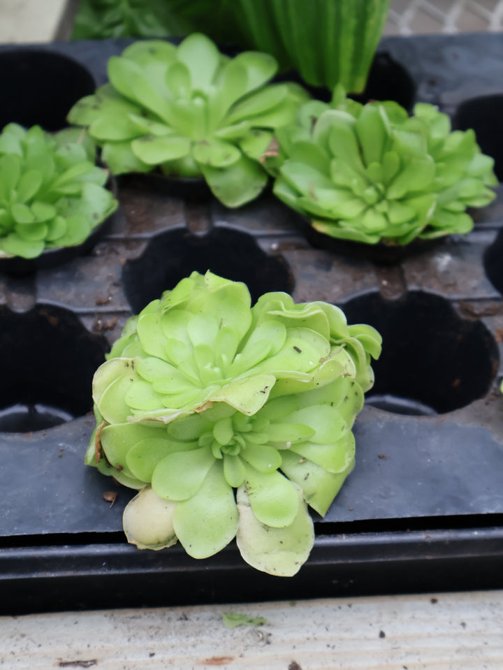 3" BUTTERWORT