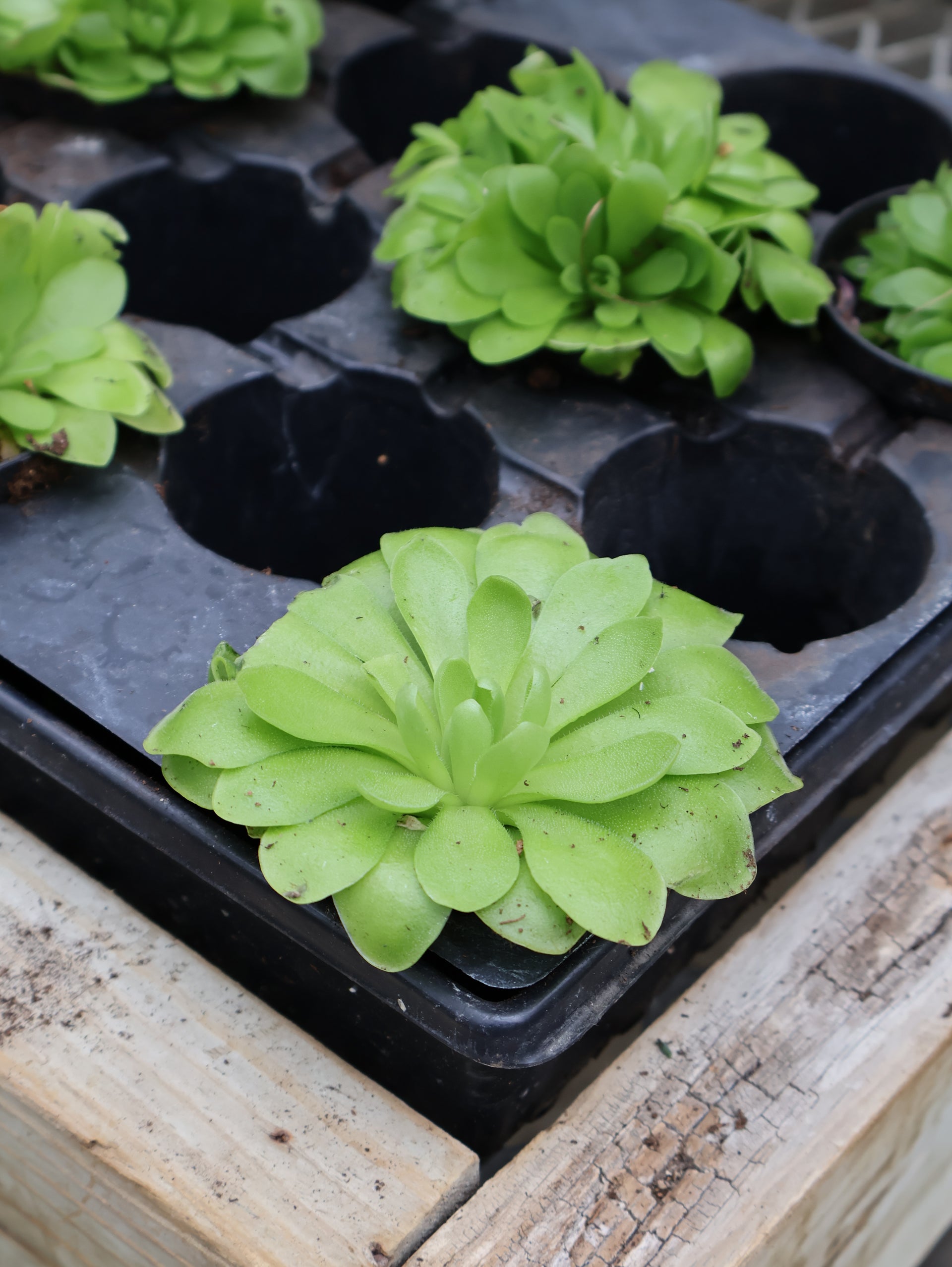 butterwort plant seeds 3" BUTTERWORT – Pandy's Garden Center