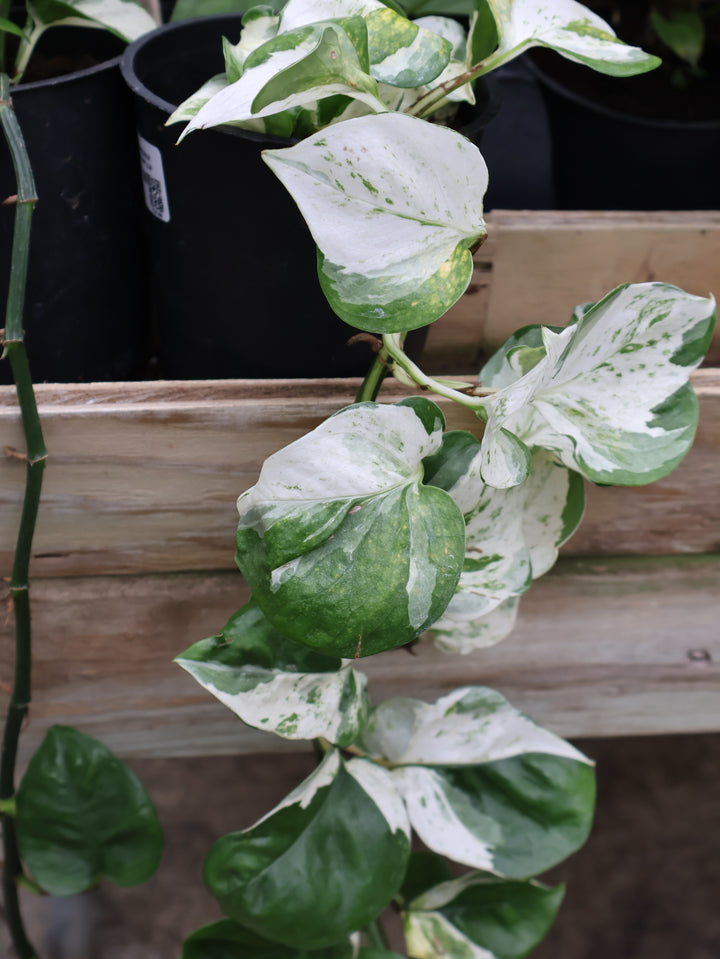 4.5" EPIPREMNUM AUREUM HAPPY LEAF