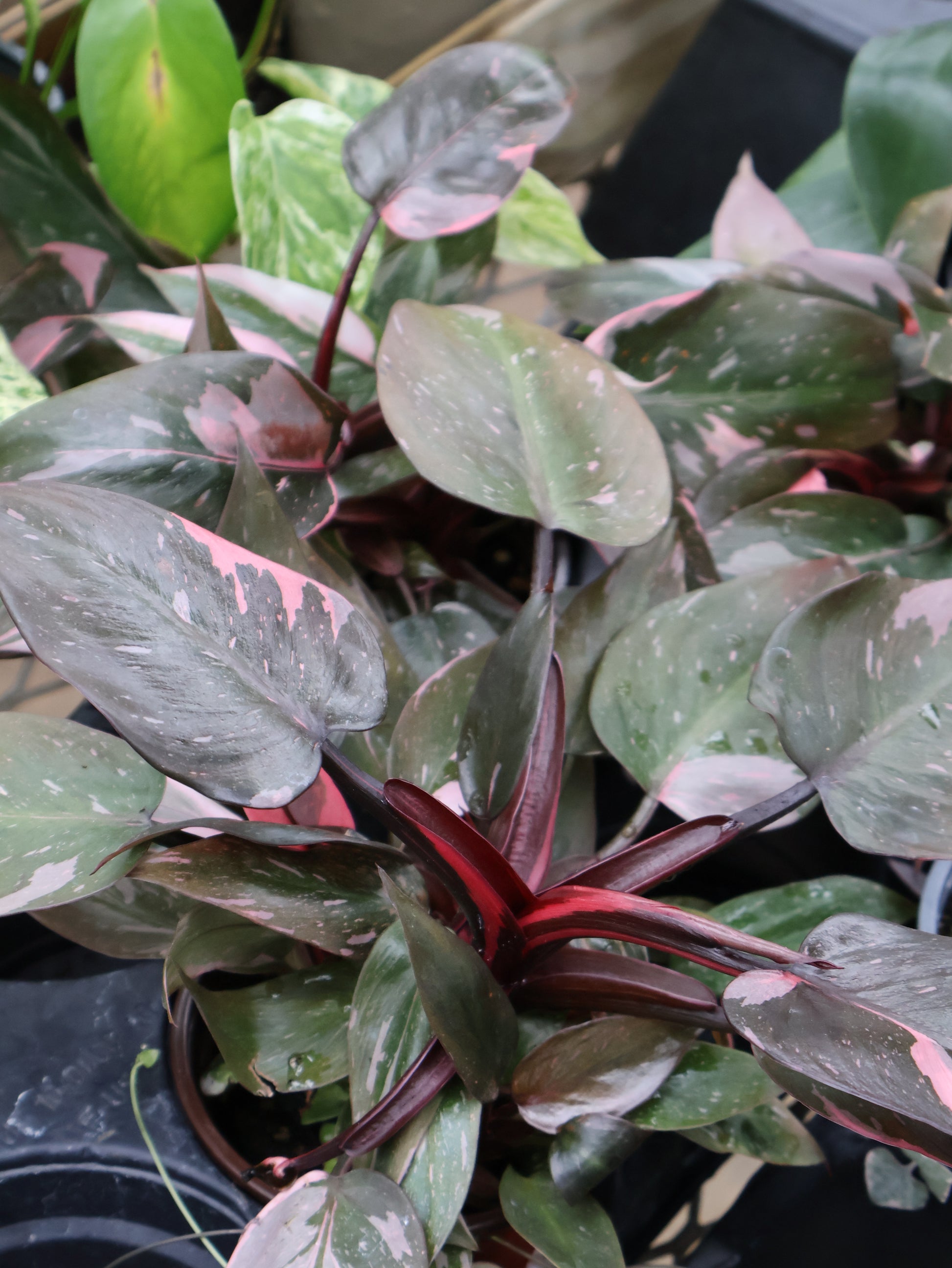 marble pink princess philodendron 4" PHILODENDRON PINK PRINCESS MARBLE