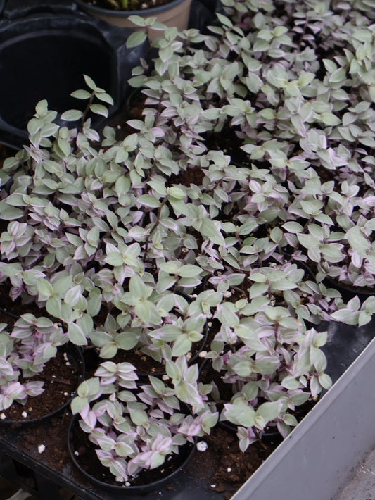 3" CALLISIA REPENS PINK PANTHER