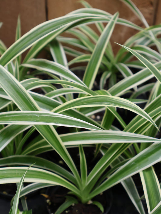 3" SPIDER PLANT