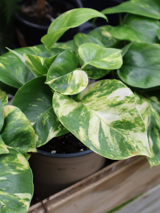 5" POTHOS HI-COLOR YELLOW