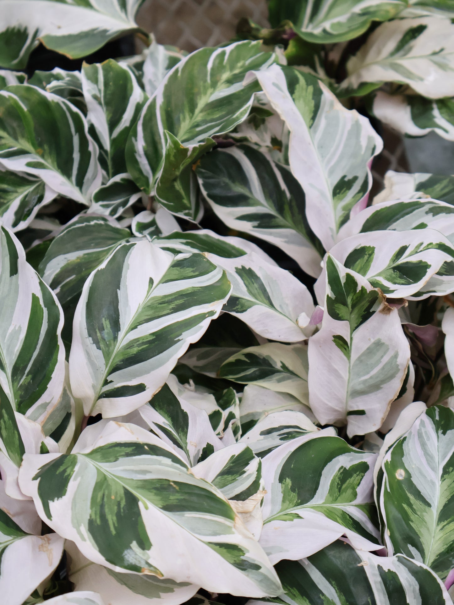 4" CALATHEA WHITE FUSION