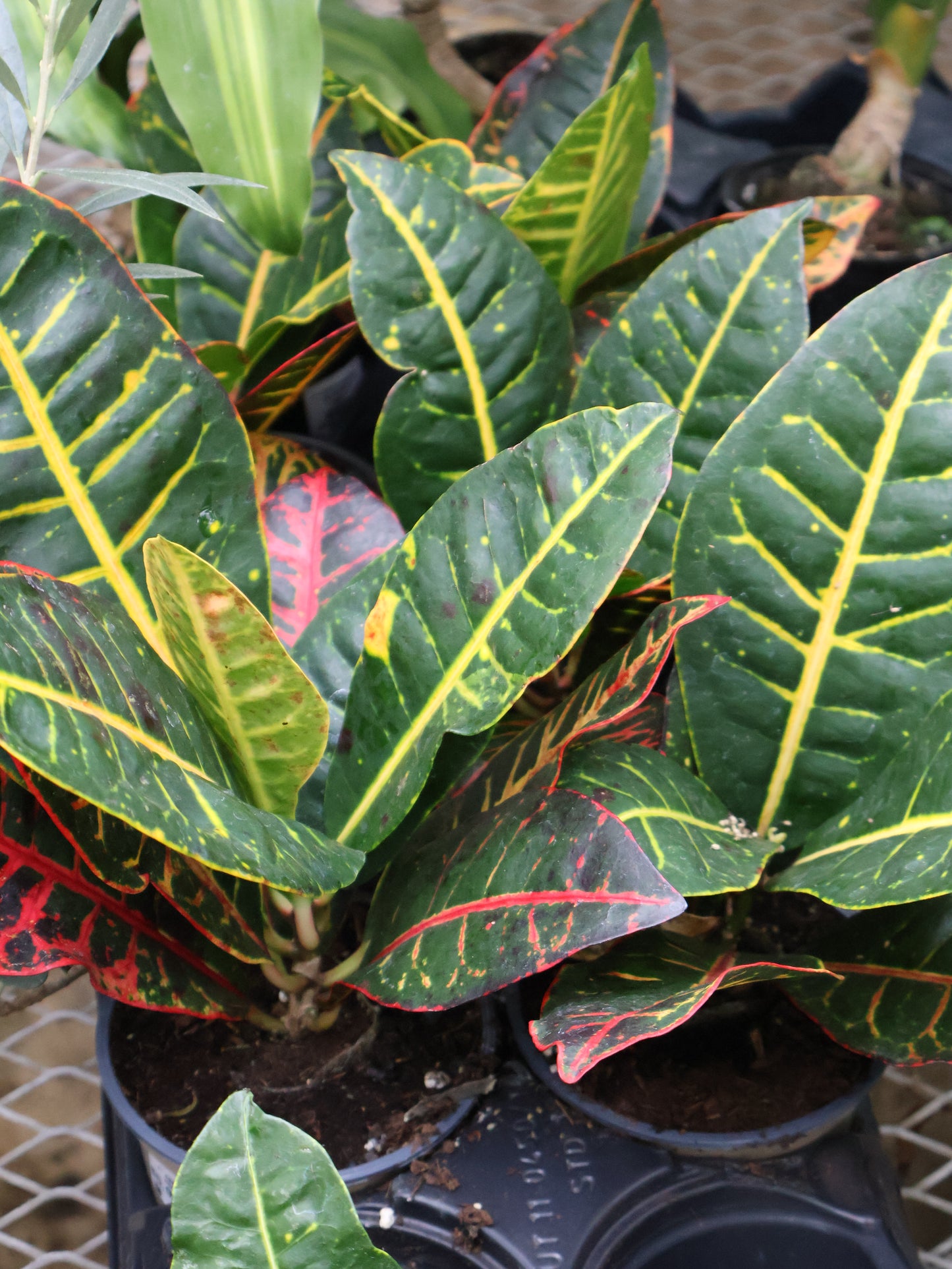 4" ASSORTED CROTON