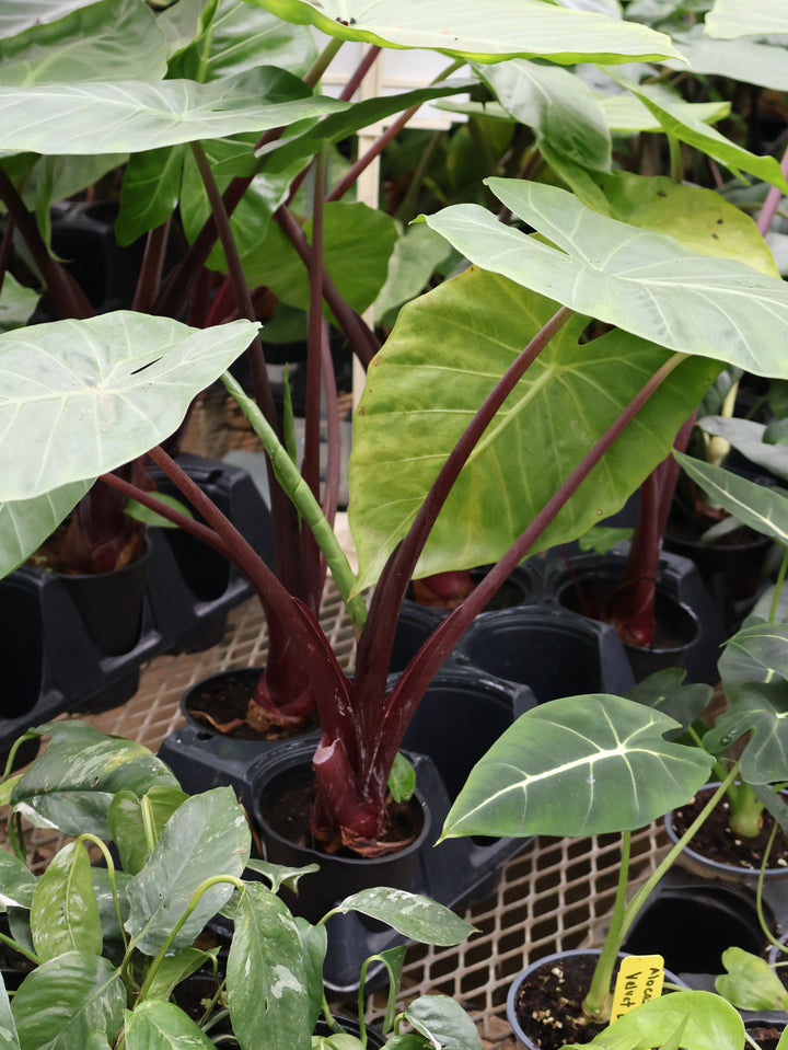 4.5" ALOCASIA IMPERIAL RED