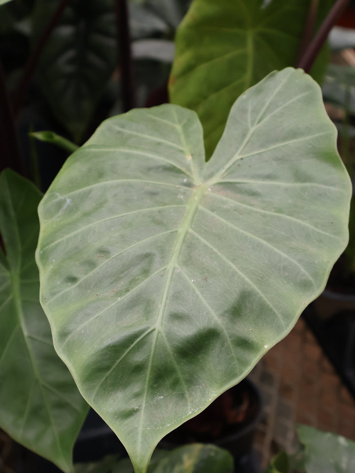 4.5" ALOCASIA IMPERIAL RED