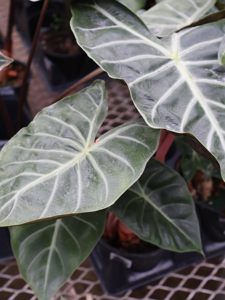 4.5" ALOCASIA SAFARI MOROCCO