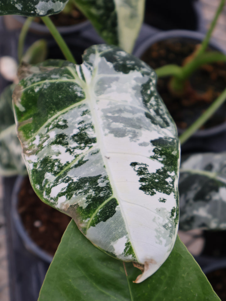 4.5" ALOCASIA VARIEGATED FRYDEK