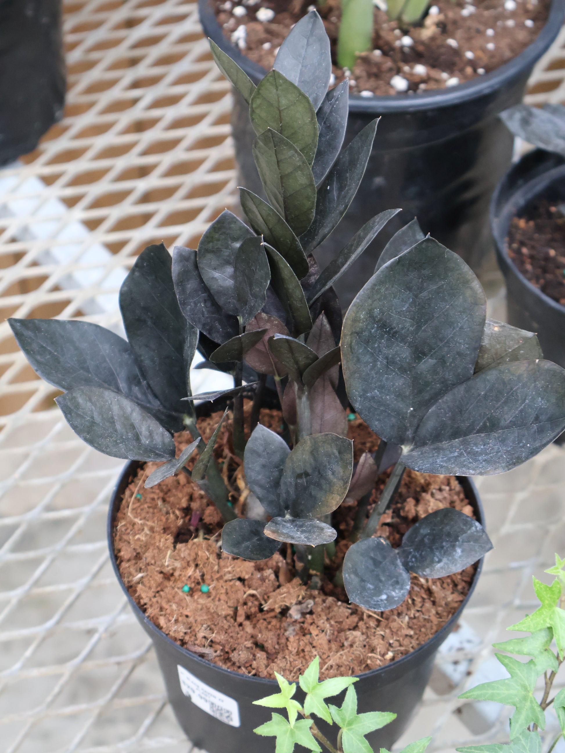 raven zz plants 6" RAVEN ZZ PLANT