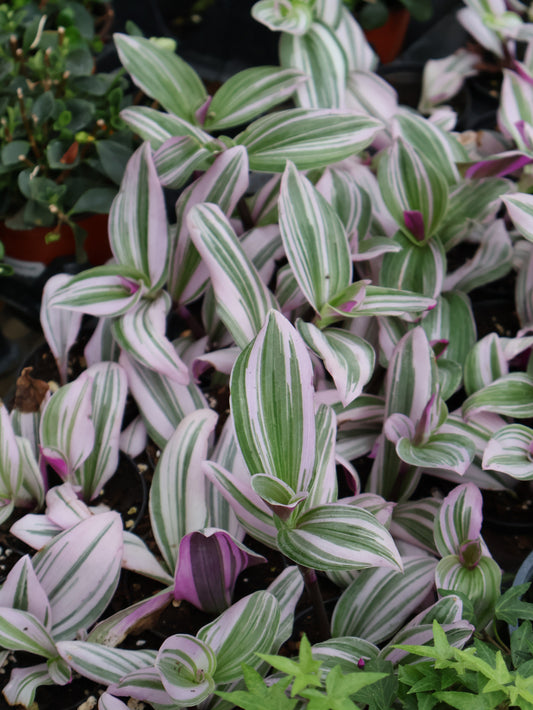 3" TRADESCANTIA PINK NANOUK
