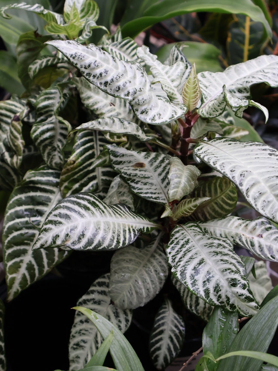 5" APHELANDRA WHITE WASH