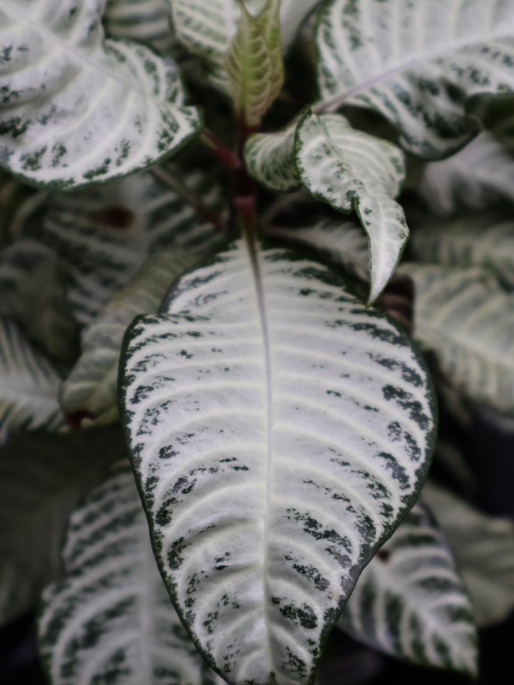 5" APHELANDRA WHITE WASH