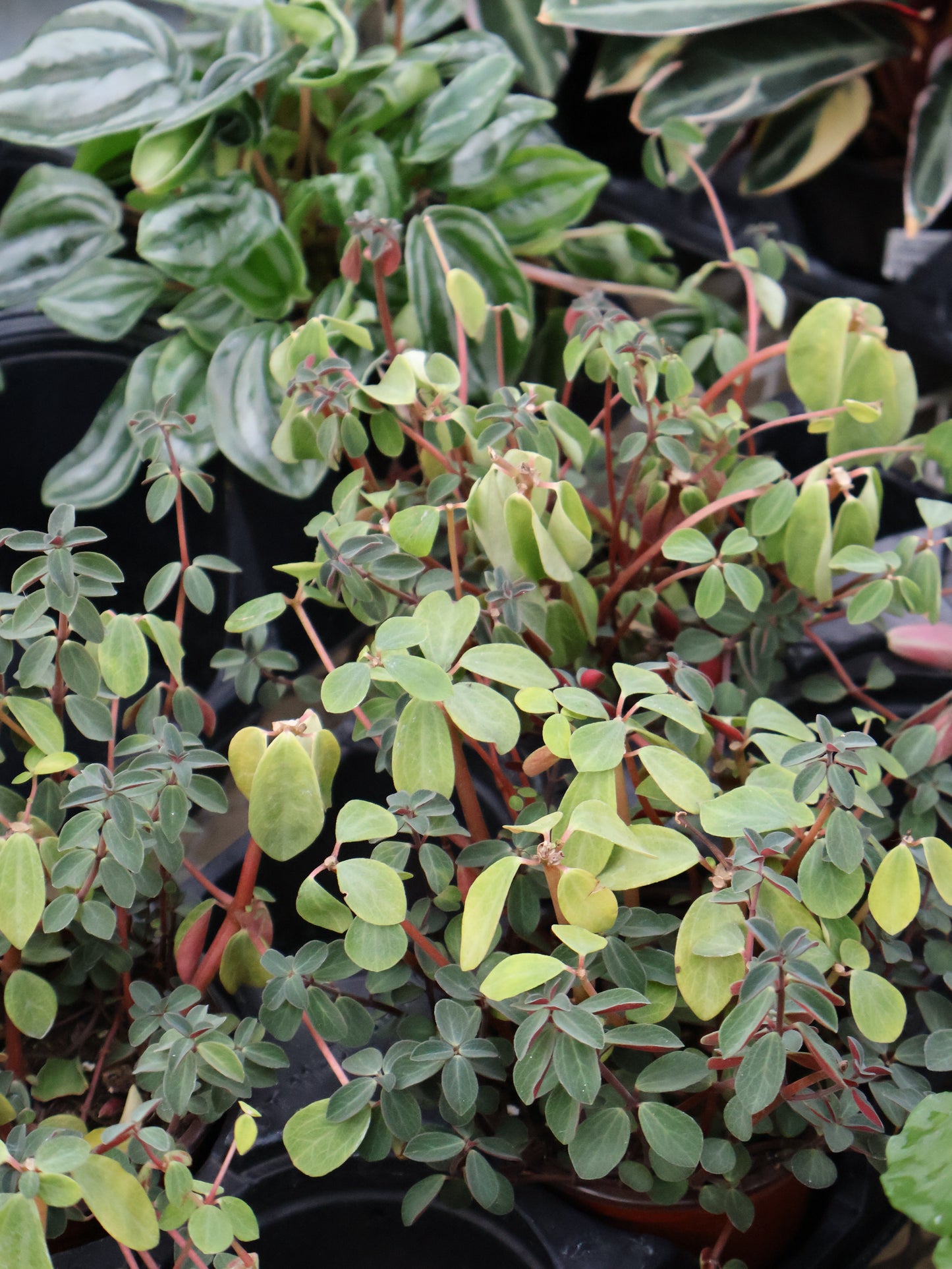 4" PEPEROMIA RED LOG