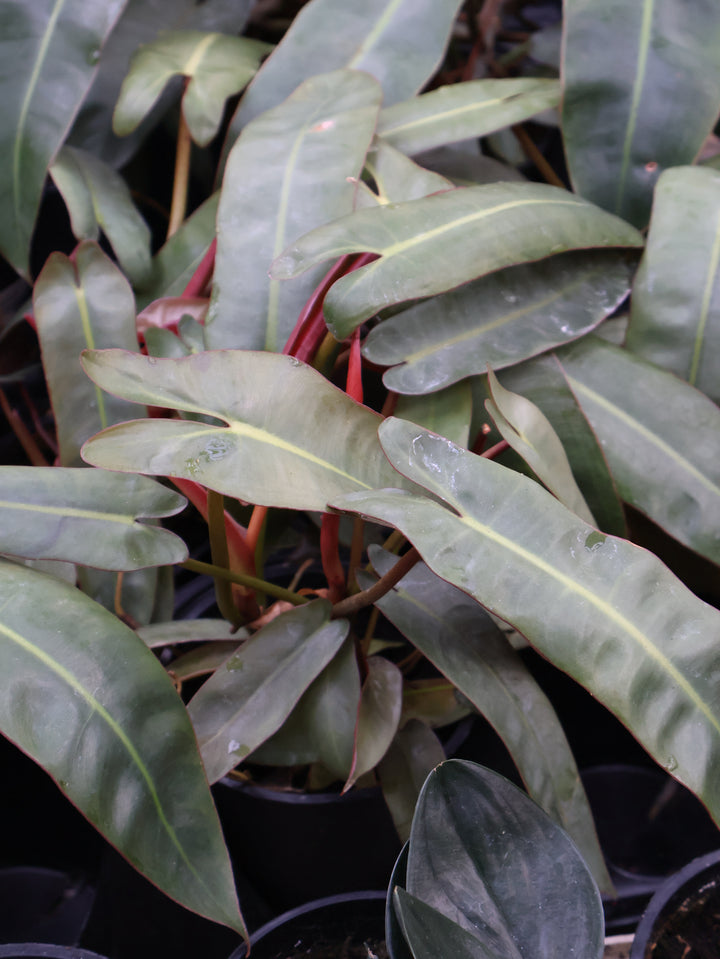 4.5" PHILODENDRON ATABAPOENSE