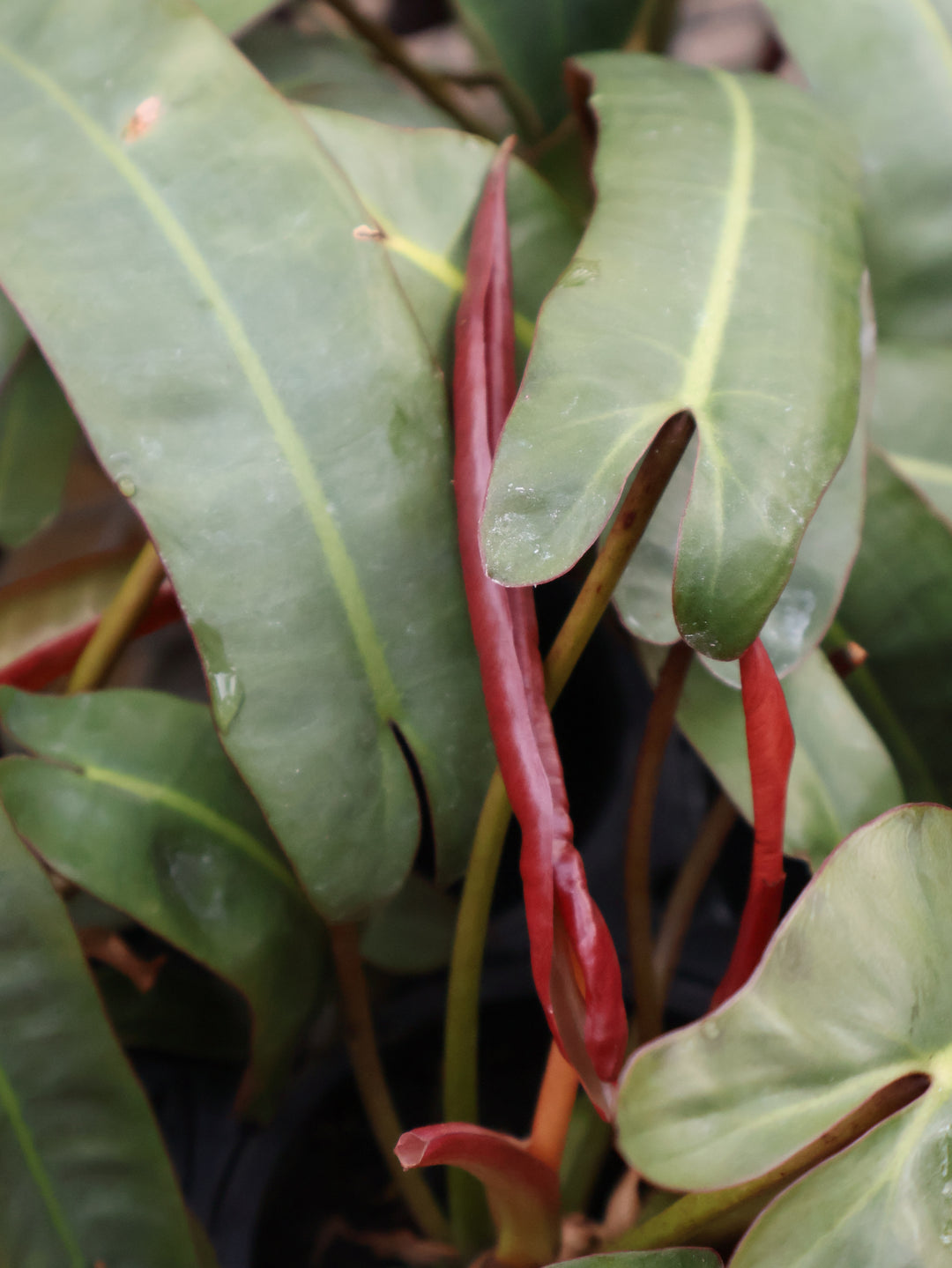 4.5" PHILODENDRON ATABAPOENSE