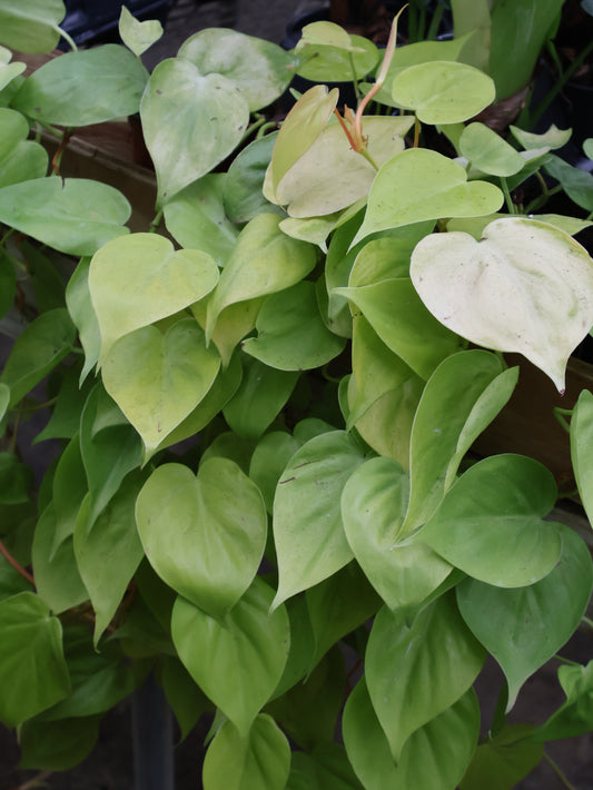 4" PHILODENDRON NEON