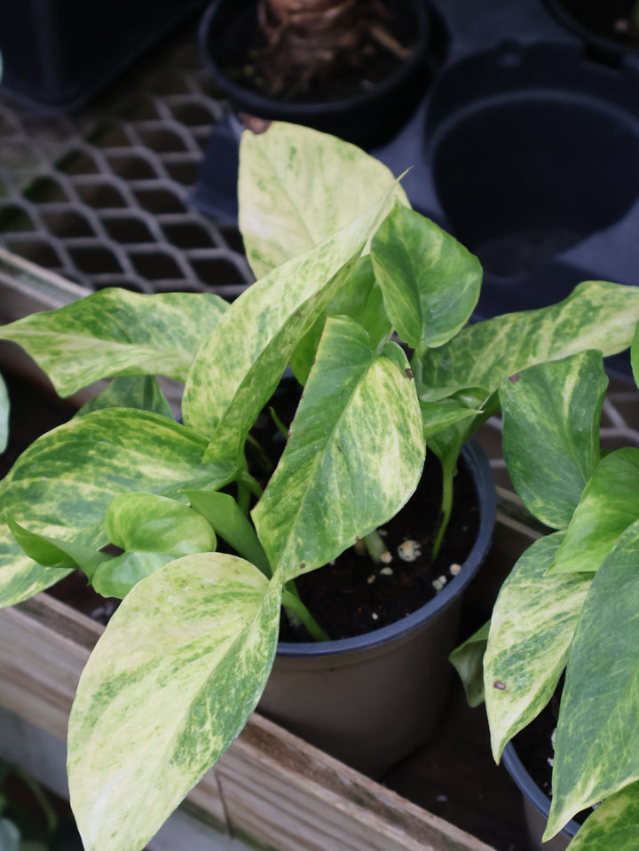 4.5" POTHOS NEON QUEEN