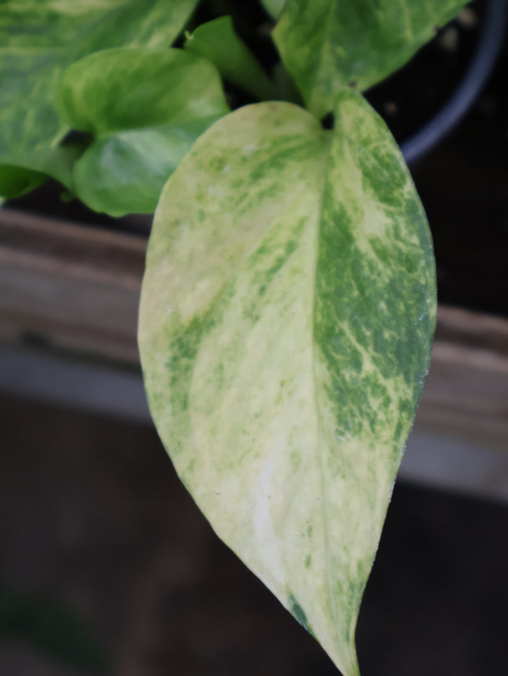 4.5" POTHOS NEON QUEEN