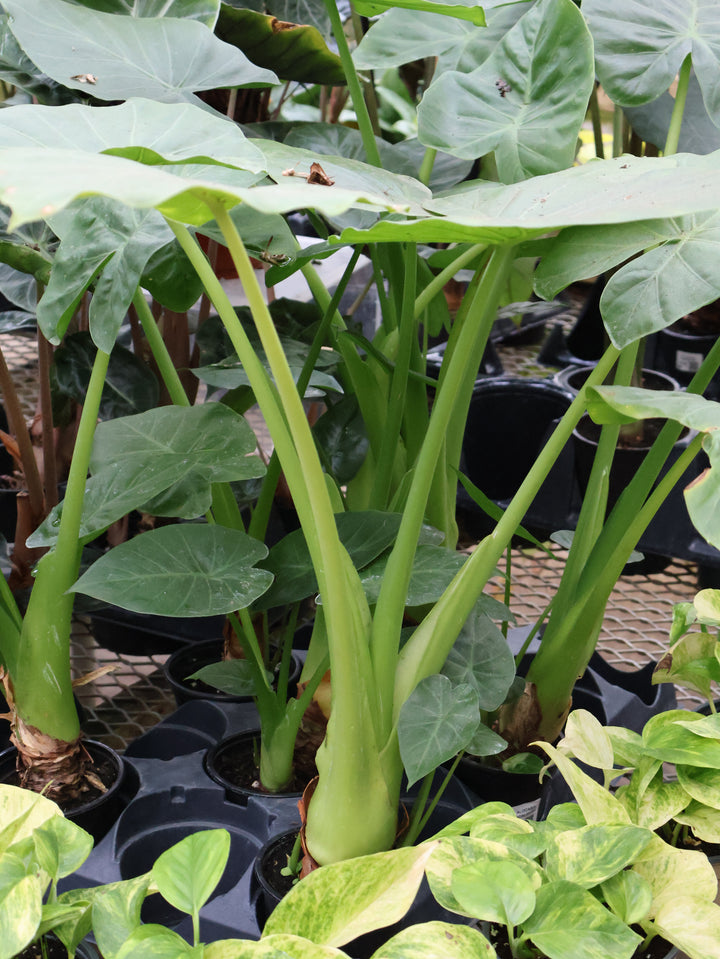 4" ALOCASIA CALIDORA