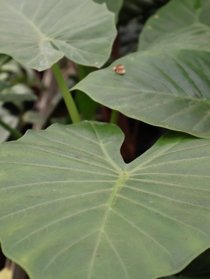 4" ALOCASIA CALIDORA