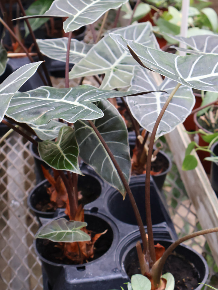 4" ALOCASIA DRAGON TOOTH