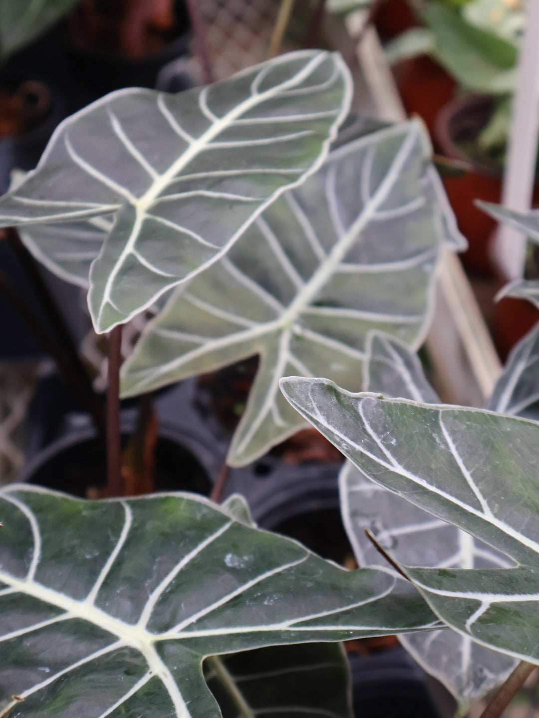 4" ALOCASIA DRAGON TOOTH