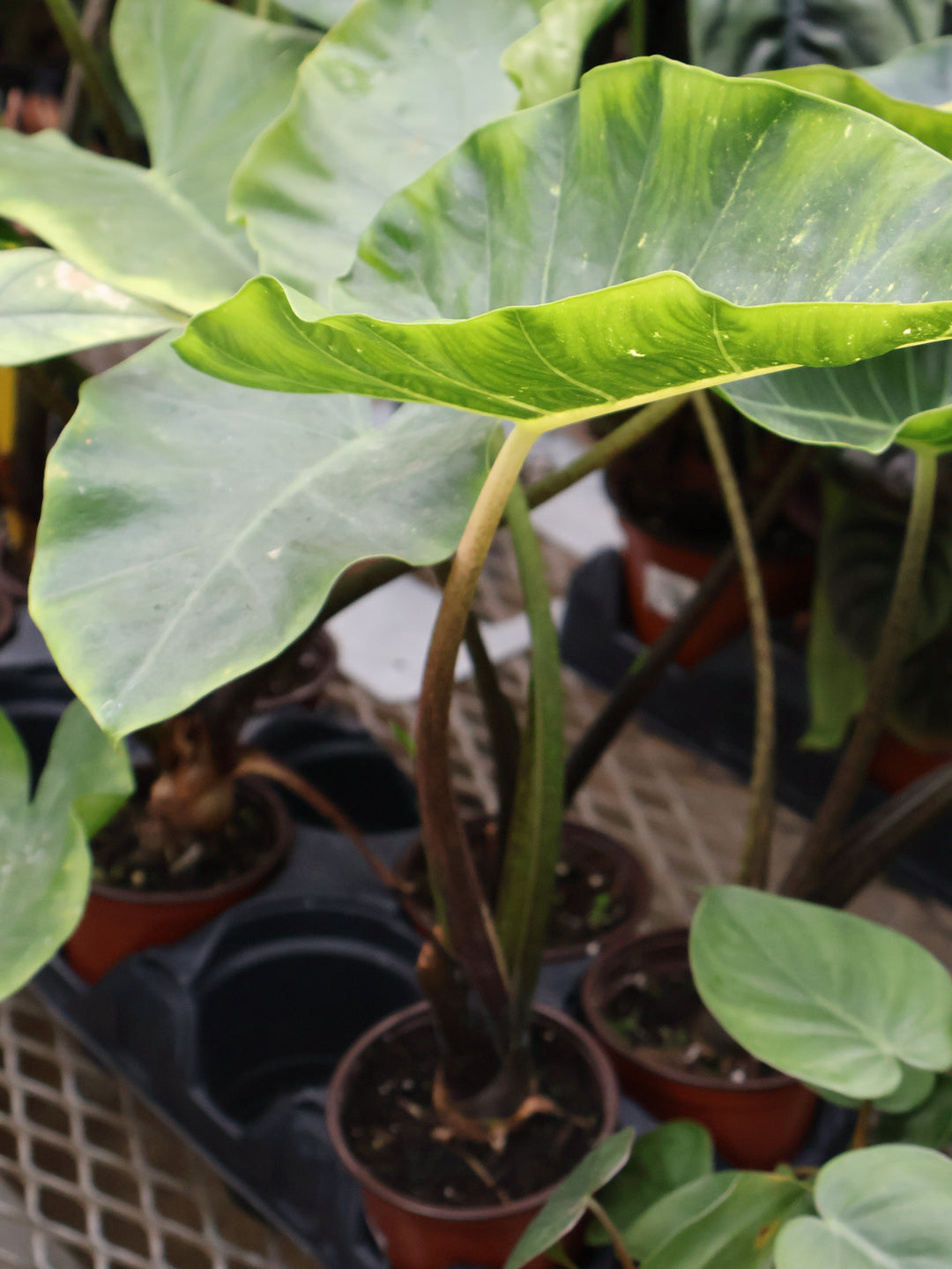 4" ALOCASIA NEW GUINEA GOLD