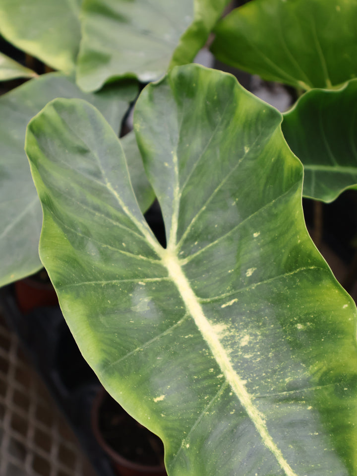 4" ALOCASIA NEW GUINEA GOLD