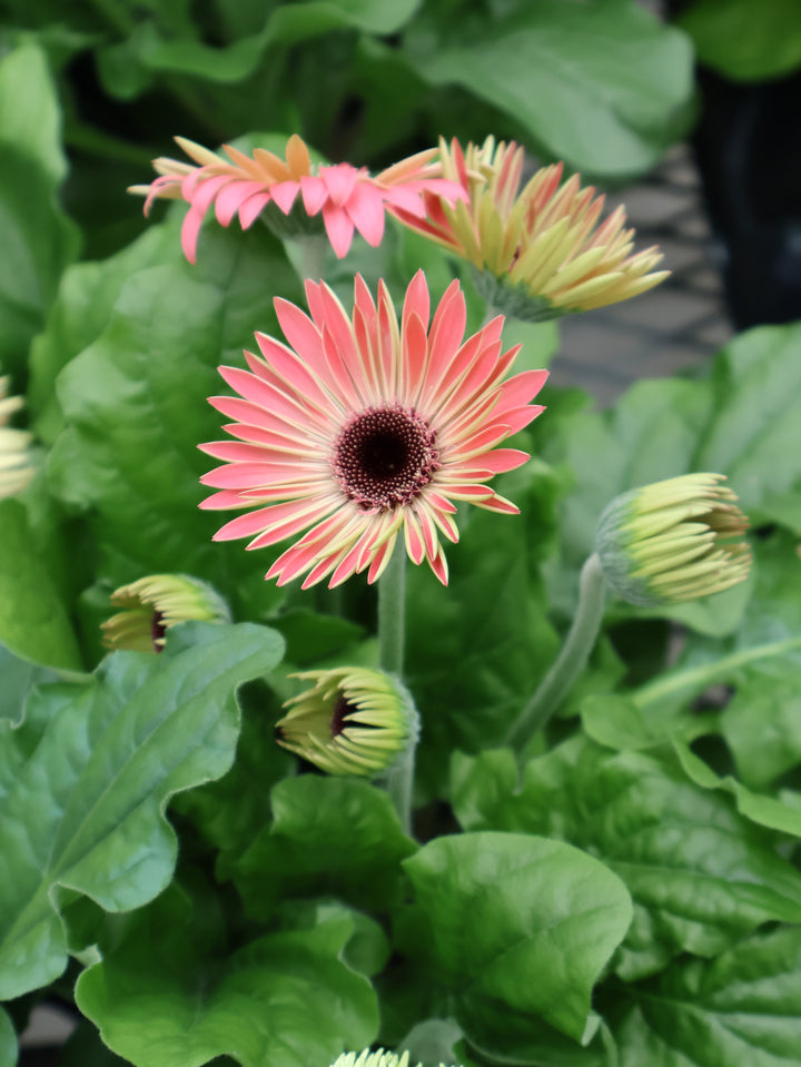 4" GERBERA DAISY