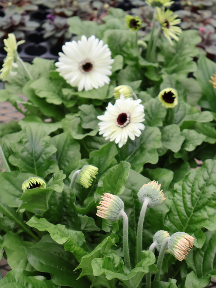 4" GERBERA DAISY