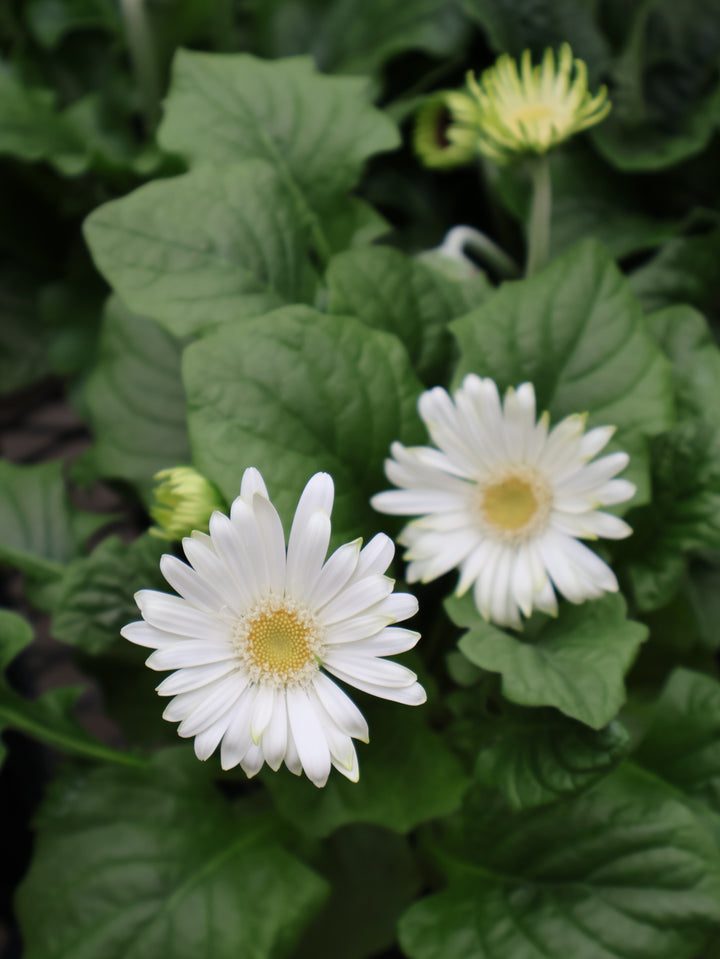 4" GERBERA DAISY